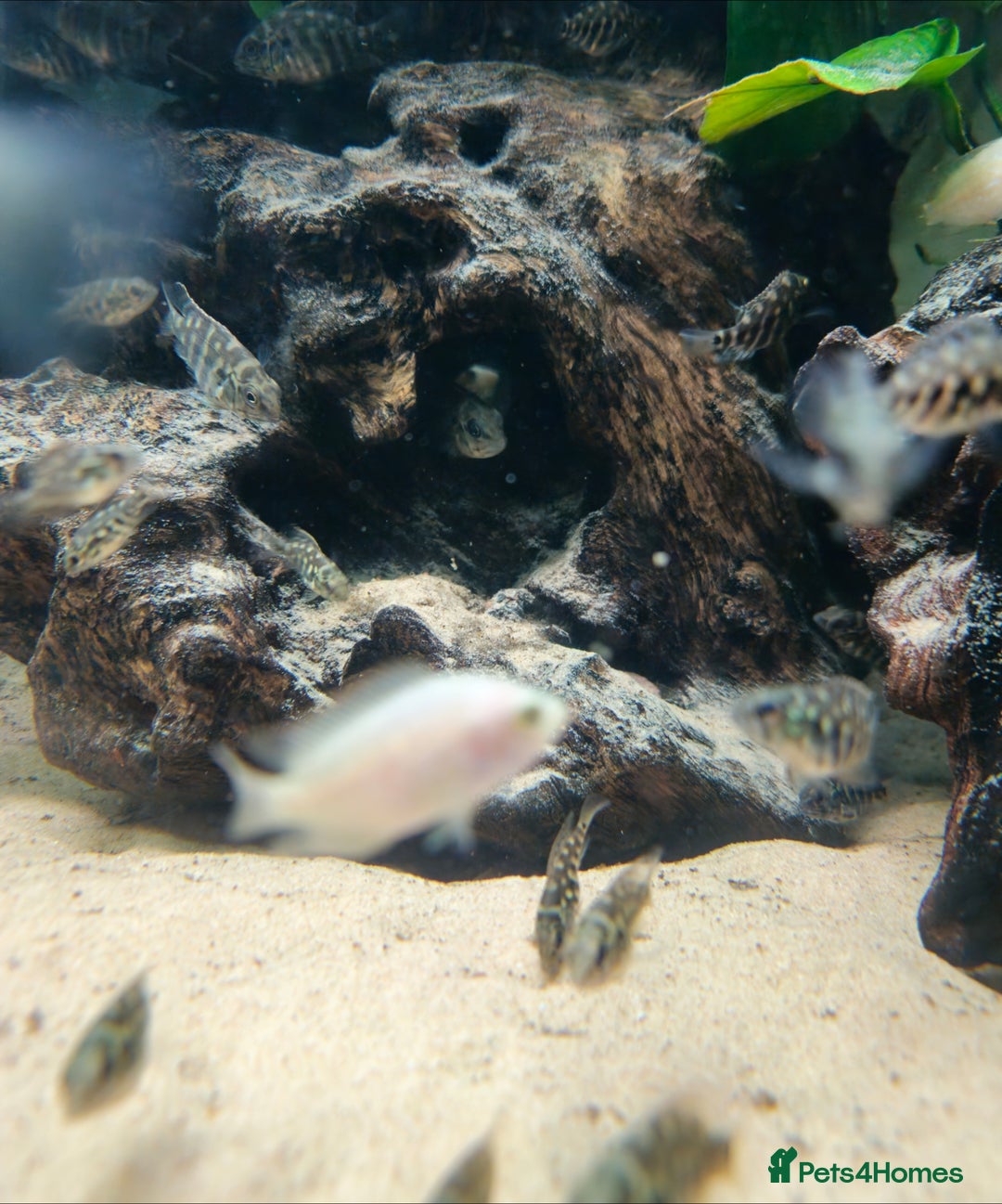 Cichlids fish for sale: True Parrots (Hoplarchus Psittacus) - Image 3
