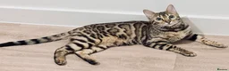 Bengal cats for sale: ✨Pedigree Kittens Looking For New Homes✨  - Advert 5
