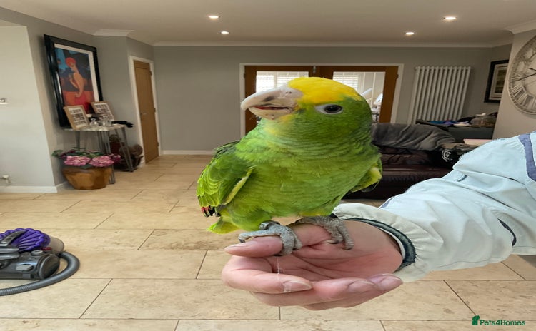 Parrots birds - Advert 2