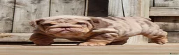 English Bulldog dogs for sale: Gorgeous English Bulldog Pups - Advert 16