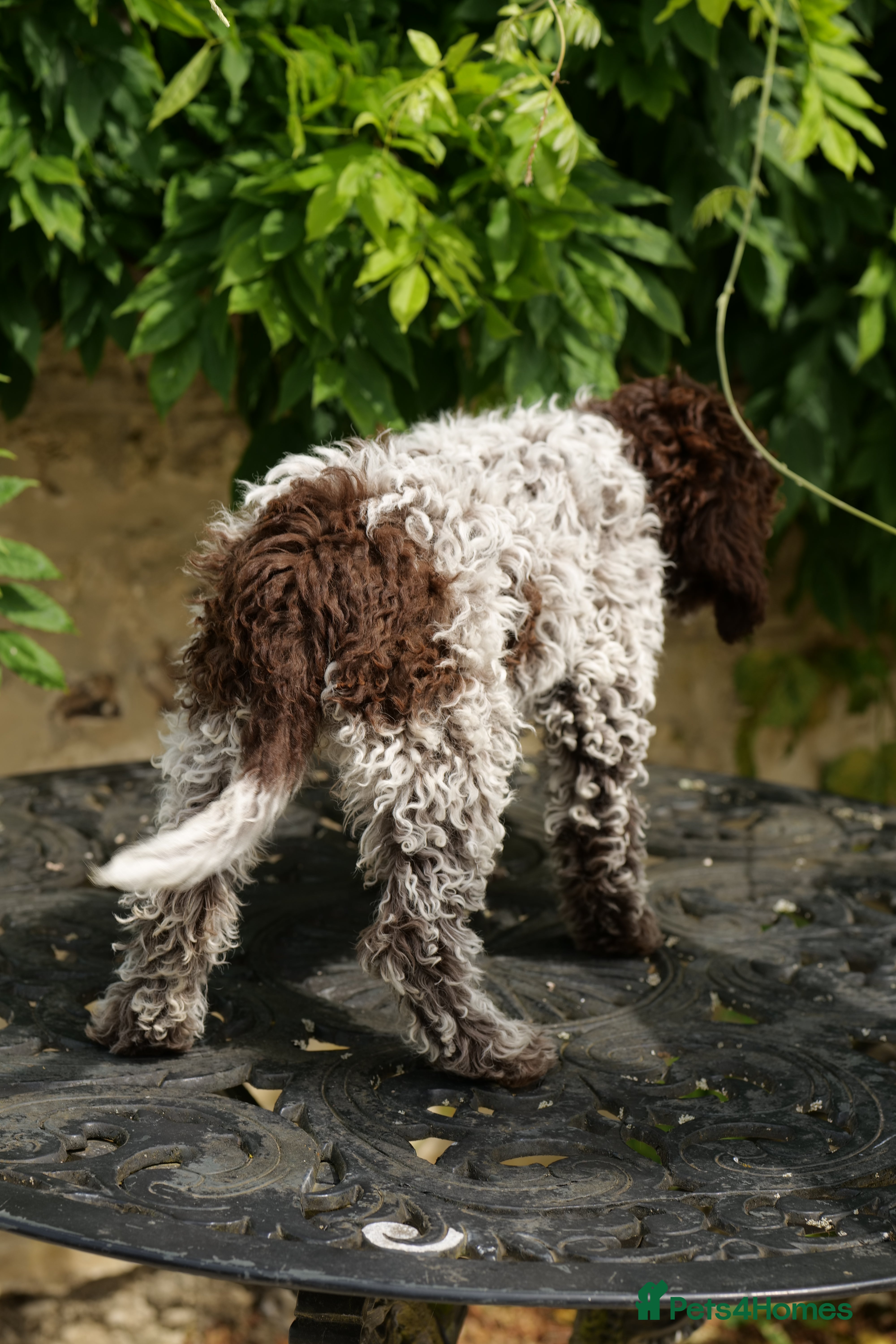 Lagotto Romagnolo dogs Lagotto Romagnolo - Advert 2