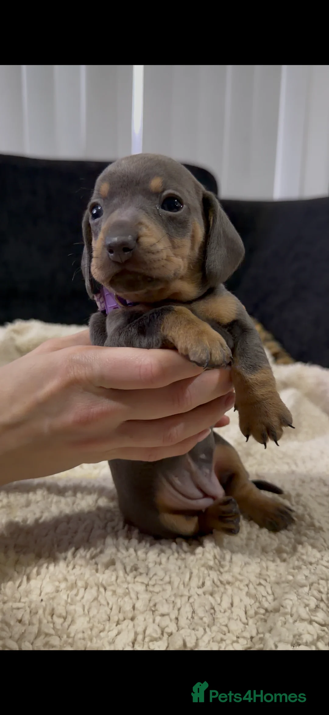 Miniature Dachshund dogs for sale: Miniature Dachshund Puppies - Advert 7