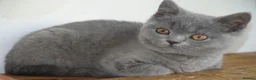 British Shorthair cats for sale: British Blue Kitten, ready! - Advert 4