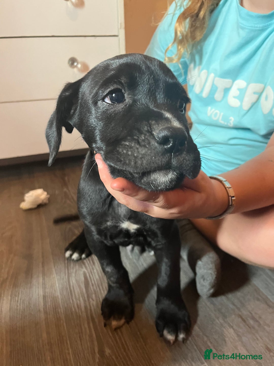 Mixed Breed dogs for sale: 6 beautiful puppies for sale  - Image 4