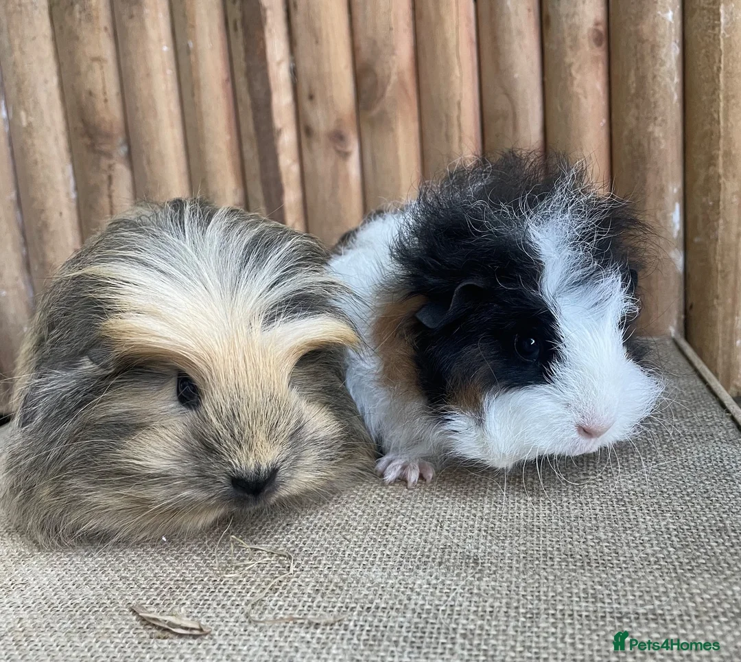 Guinea Pig rodents for sale: Baby girls - Advert 1