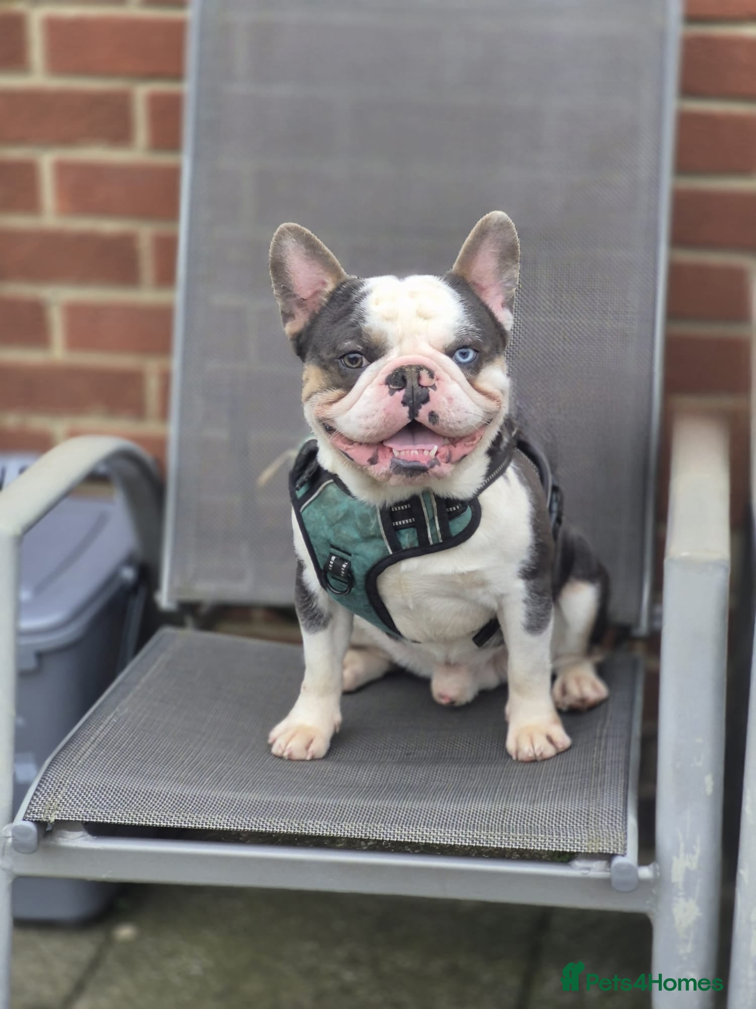 French Bulldog dogs 🔥FRENCH BULLDOG STUD HUSKY COLOUR PROVEN🔥 - Advert 15