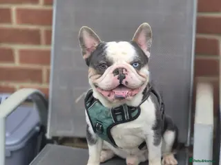 French Bulldog dogs 🔥FRENCH BULLDOG STUD HUSKY COLOUR PROVEN🔥 - Advert 15