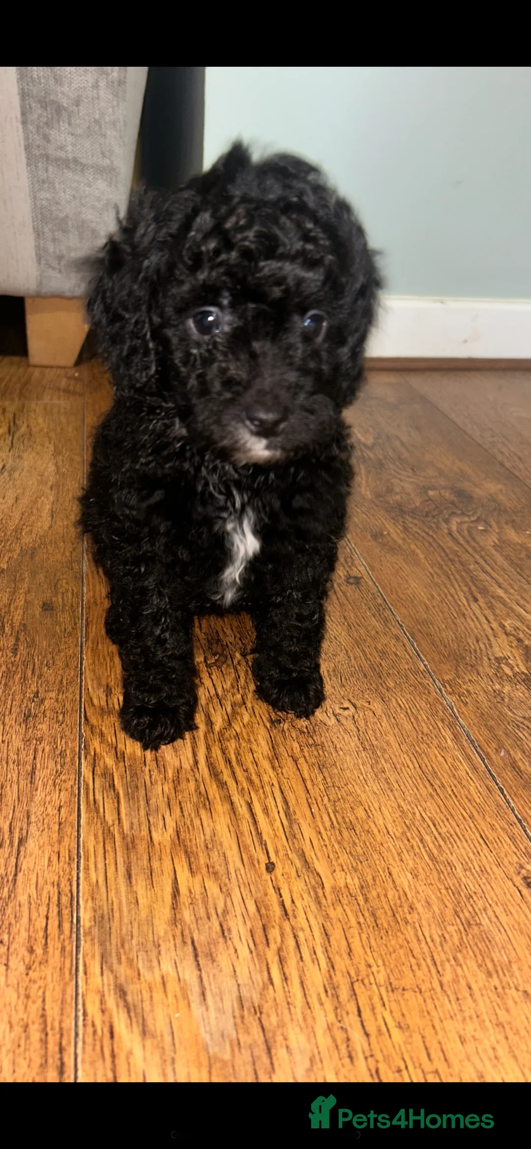 Miniature Poodle dogs for sale: Male mini poodle  - Advert 5