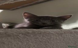 Domestic Shorthair cats for sale: Cute kittens in Dagenham - Image 31