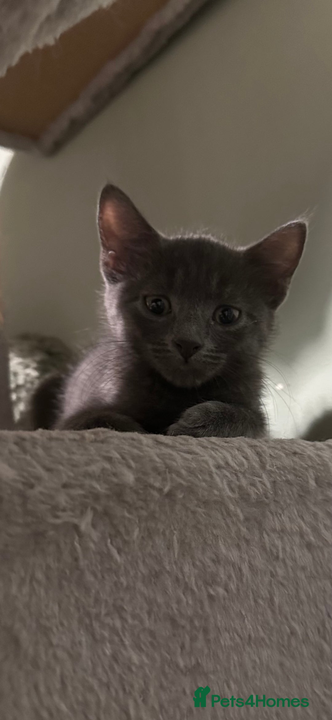 Domestic Shorthair cats for sale: Cute kittens in Dagenham - Image 31