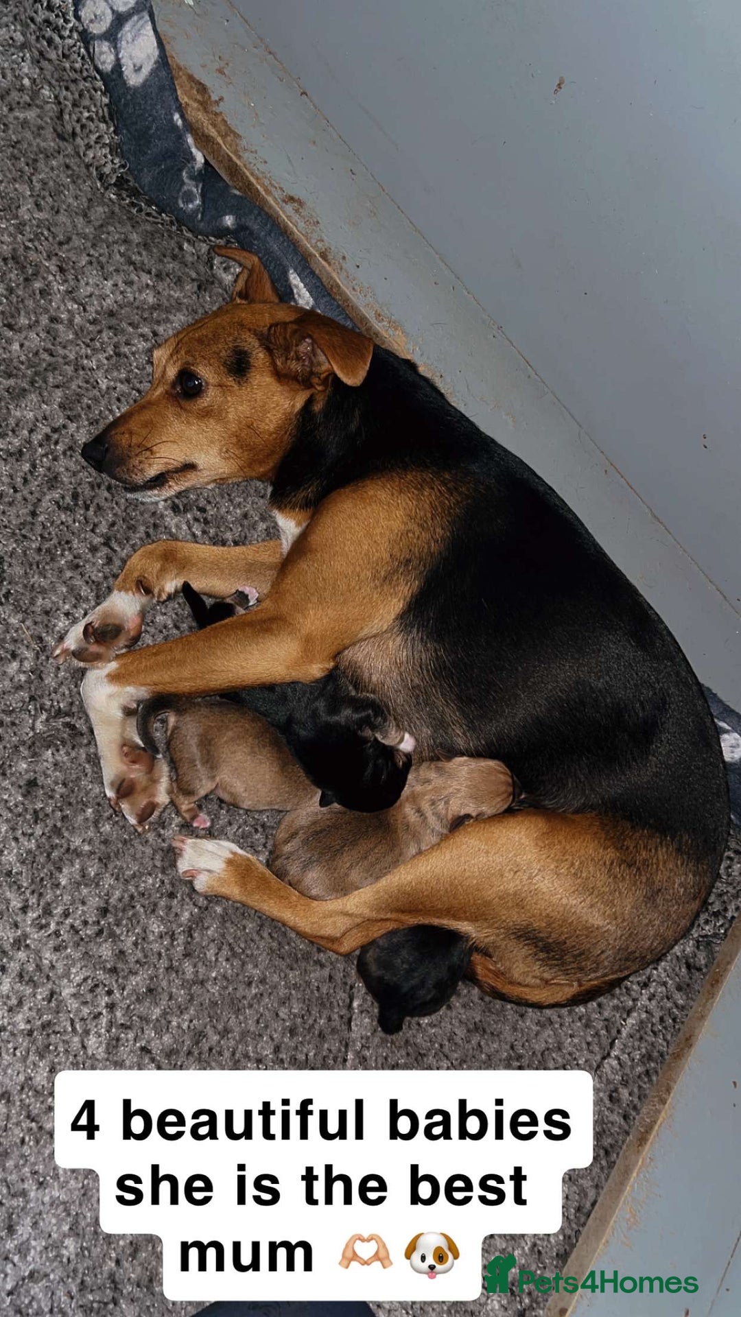Jack Russell dogs for sale: Jack Russel Puppies - Image 6