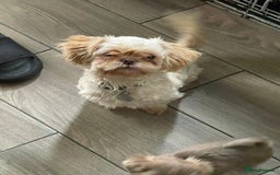 Shih Tzu dogs for sale: imperial shih tzu  in Nottingham - Image 1