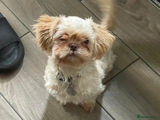 Shih Tzu dogs in Nottingham - Advert 31