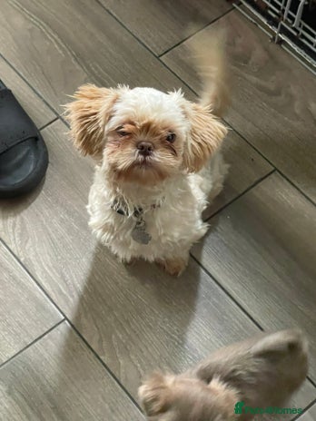 Shih Tzu dogs in Nottingham - Advert 4