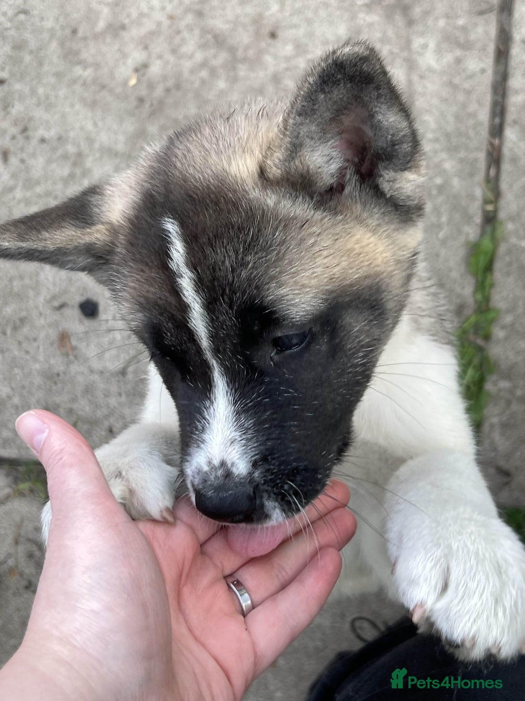 Akita dogs for sale: Ready Now! American Akita Puppies in Liverpool - Image 8