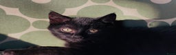 Mixed Breed cats for sale: Very happy black male kitten - Advert 2