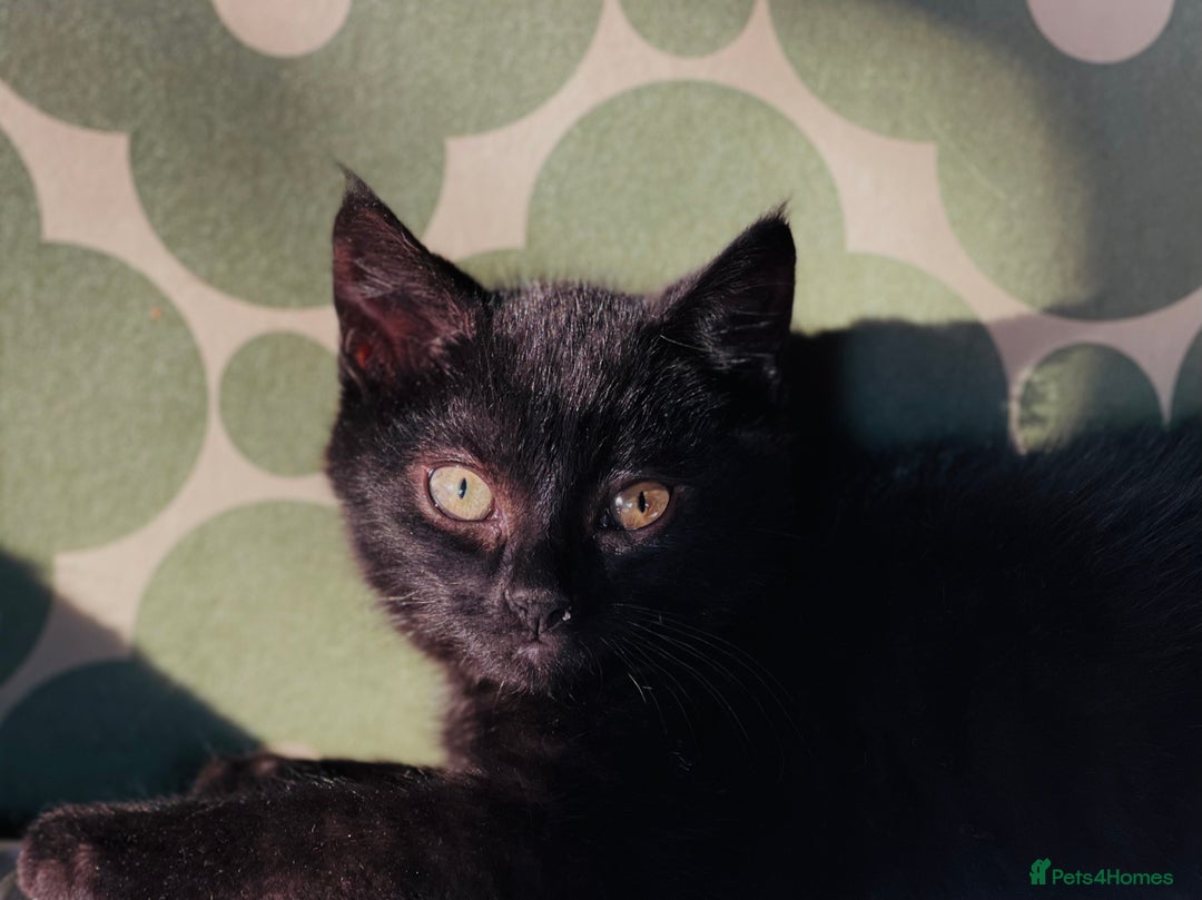 Mixed Breed cats for sale: Very happy black male kitten - Advert 2