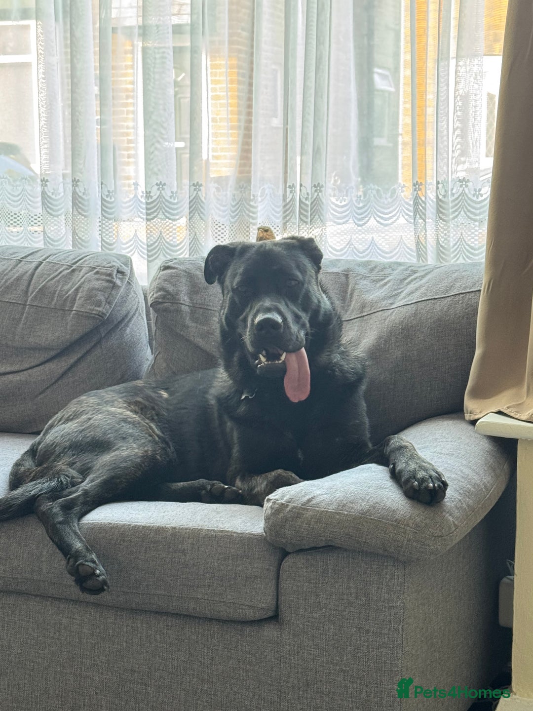 Mixed Breed dogs for sale: German Corso - 11 month old Male - Image 2