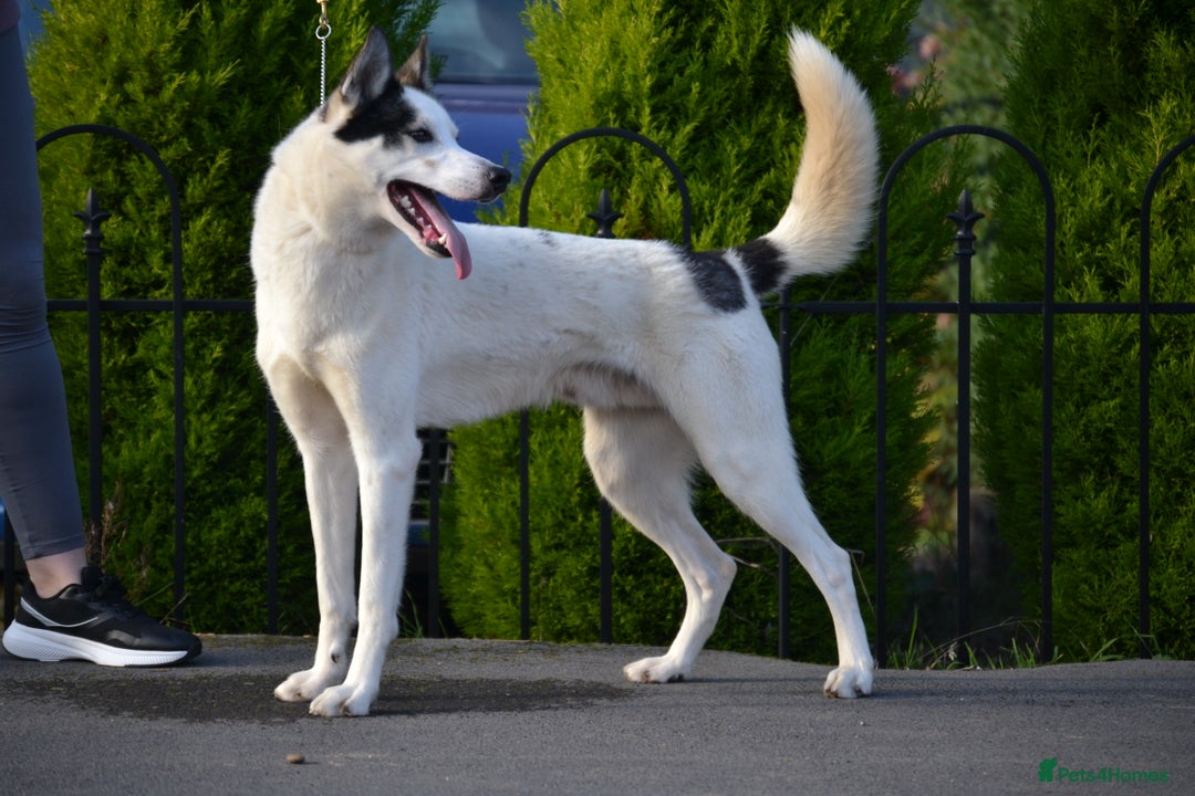 Siberian Husky dogs for stud: 3 Health tested KC Reg Polish Imports At Stud in Scunthorpe - Image 7