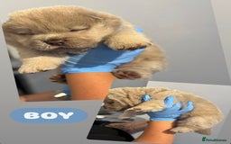 Chow Chow dogs for sale: chow chow puppies with champion stacked bloodline - Image 11