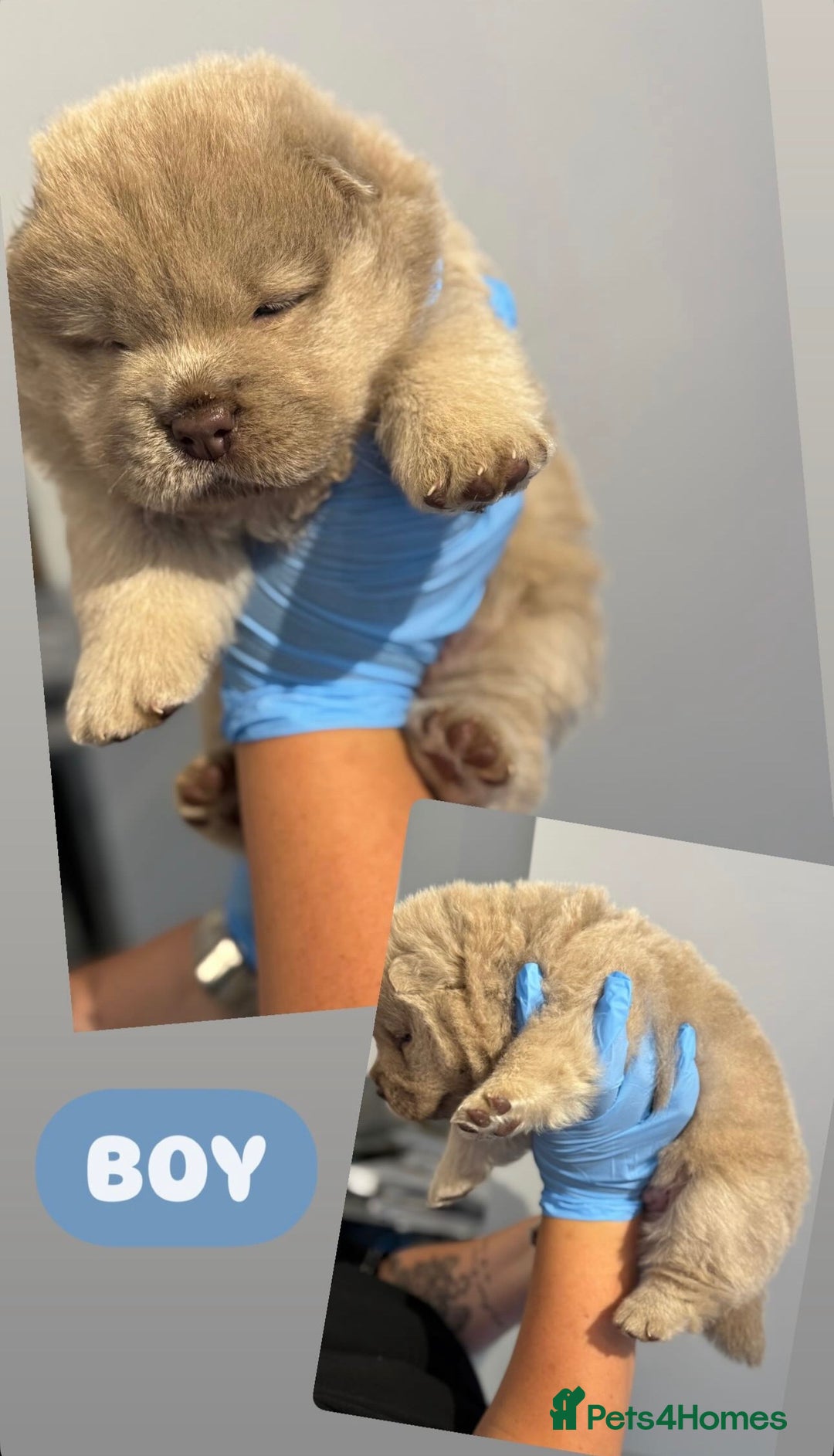 Chow Chow dogs for sale: chow chow puppies with champion stacked bloodline - Image 11
