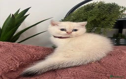 British Shorthair cats for sale: Beautiful golden white British short hair  - Image 15