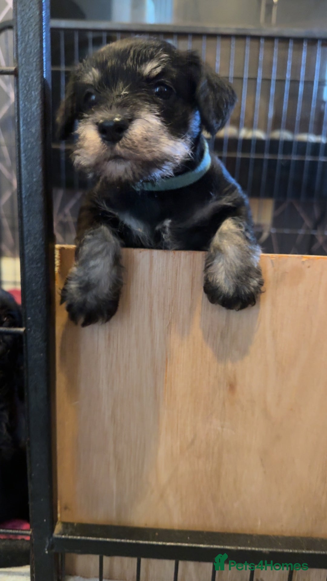 Mixed Breed dogs for sale: Reduced  last boy ! Miniature schnauzer/schnoodle  in Hull - Image 1