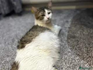 Ragdoll cats X RAGDOLL KITTENS - Advert 6