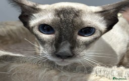 Siamese cats for sale: Lovely Siamese Female Seal Point - Active Register - Image 2