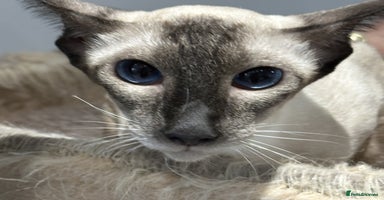 Siamese cats - Advert 1