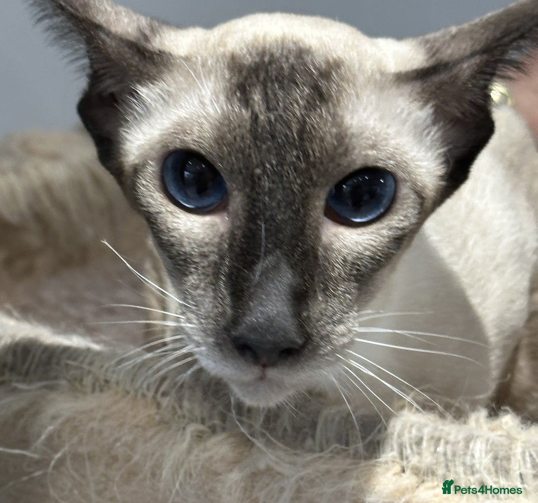 Siamese cats for sale: Lovely Siamese Female Seal Point - Active Register - Image 2