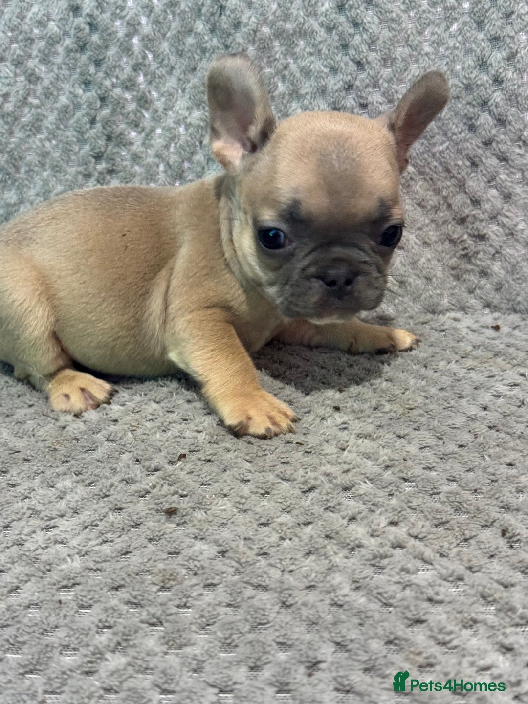 French Bulldog dogs for sale: FRENCH BULLDOG 🐶 - Advert 27