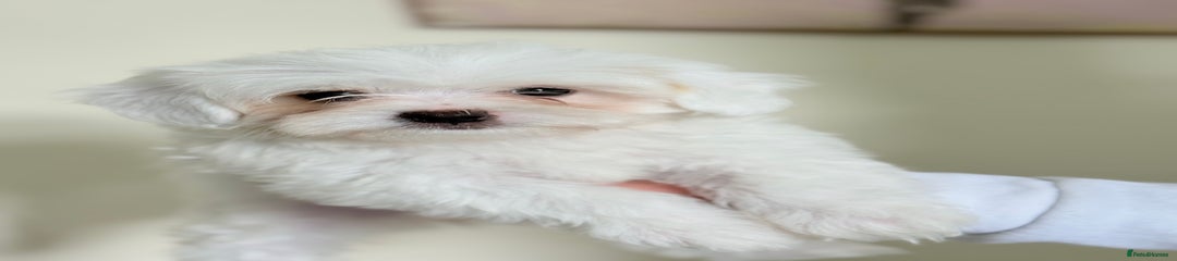 Maltese Puppy 4