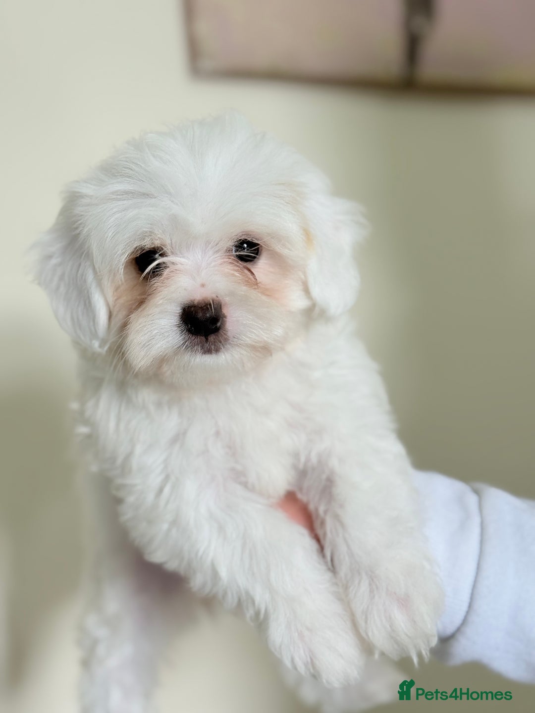 Maltese dogs for sale: Maltese pups/dogs/puppies  - Image 12