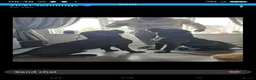 Cane Corso dogs for sale: S🐾❤️ STUNNING CANE CORSO PUPPIES–2BOYS & 2GIRLS  in Cwmbran - Advert 19