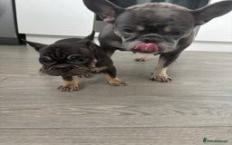 French Bulldog dogs for sale: French Bulldog - Male  - Image 3