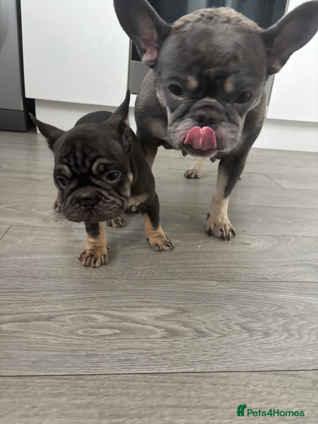 French Bulldog dogs for sale: French Bulldog - Male  - Image 3