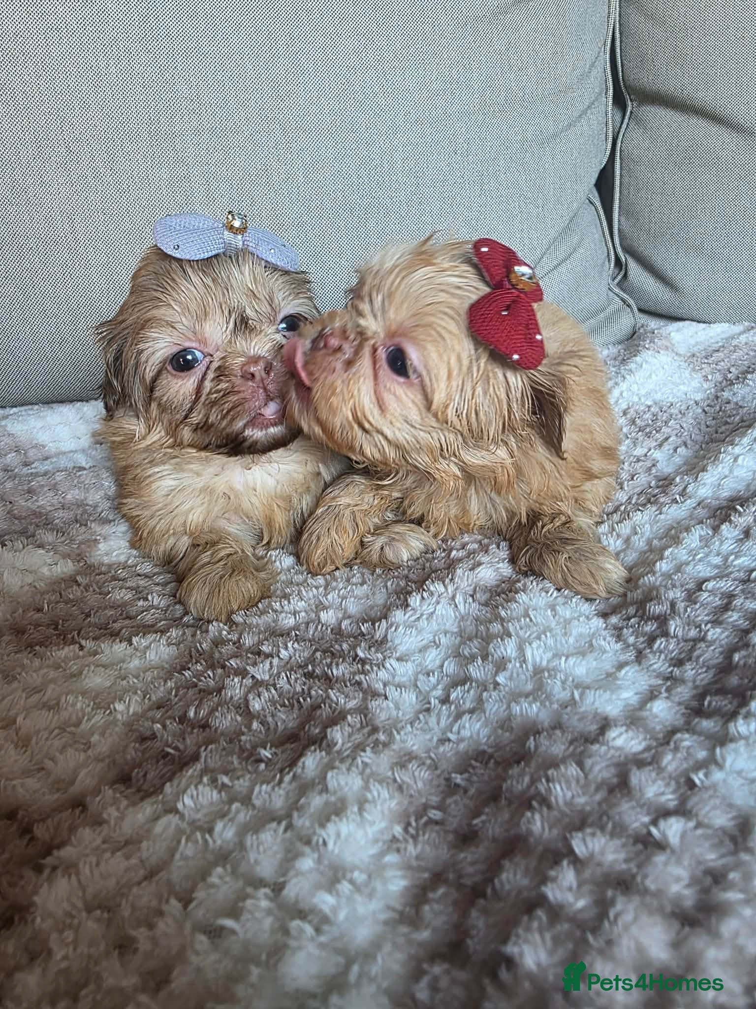 Shih Tzu dogs Imperial Shih Tzu Puppies - Advert 14
