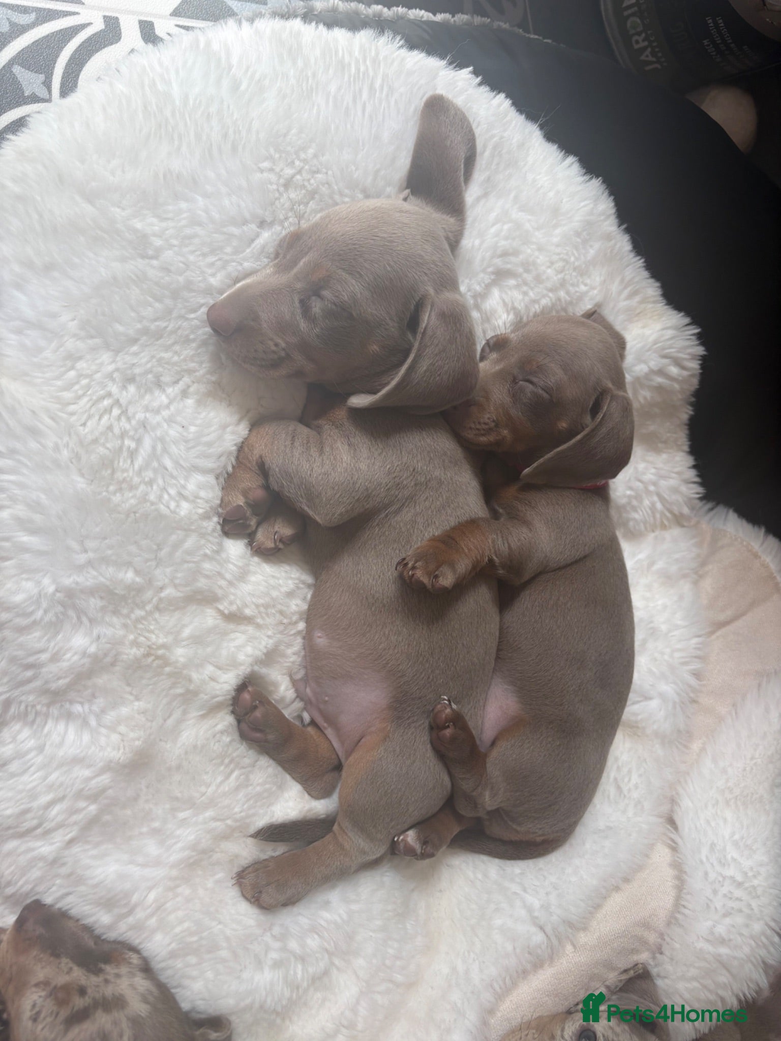 Miniature Dachshund dogs John s  - Advert 1