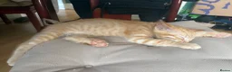 Mixed Breed cats for sale: Adorable kittens ready for loving homes - Advert 11