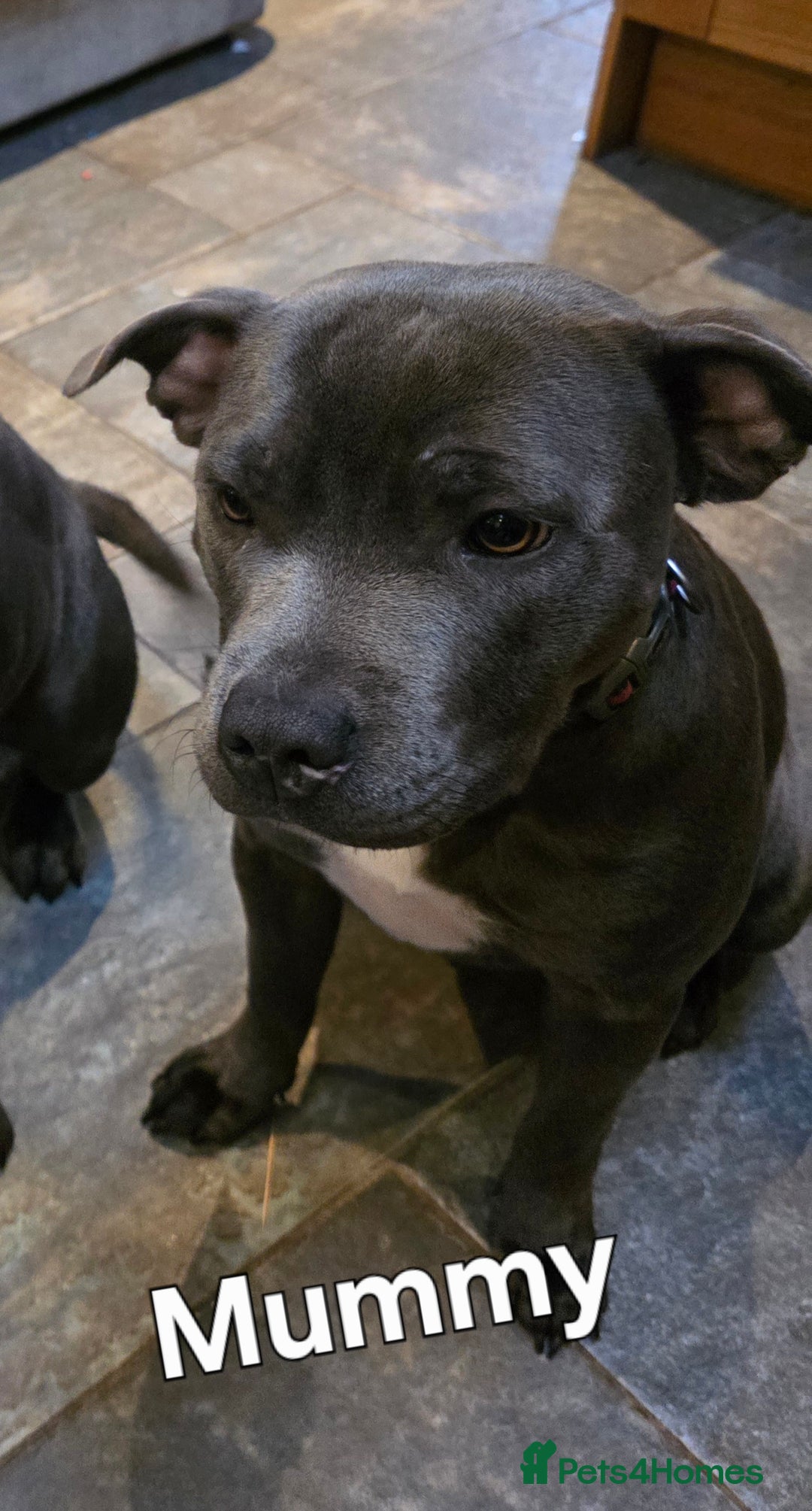 Staffordshire Bull Terrier dogs for sale: Beautiful Staffordshire Bull Terrier Puppies - Advert 9