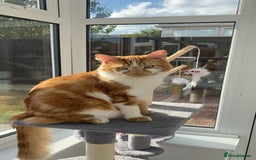 Mixed Breed cats for sale: Long haired ginger and white cat - Image 3