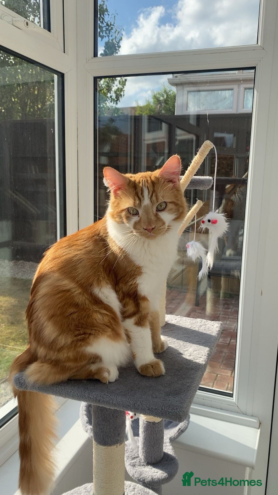 Mixed Breed cats for sale: Long haired ginger and white cat - Image 3