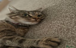Mixed Breed cats for sale: 4 beautiful tabby kittens for sale  - Image 4