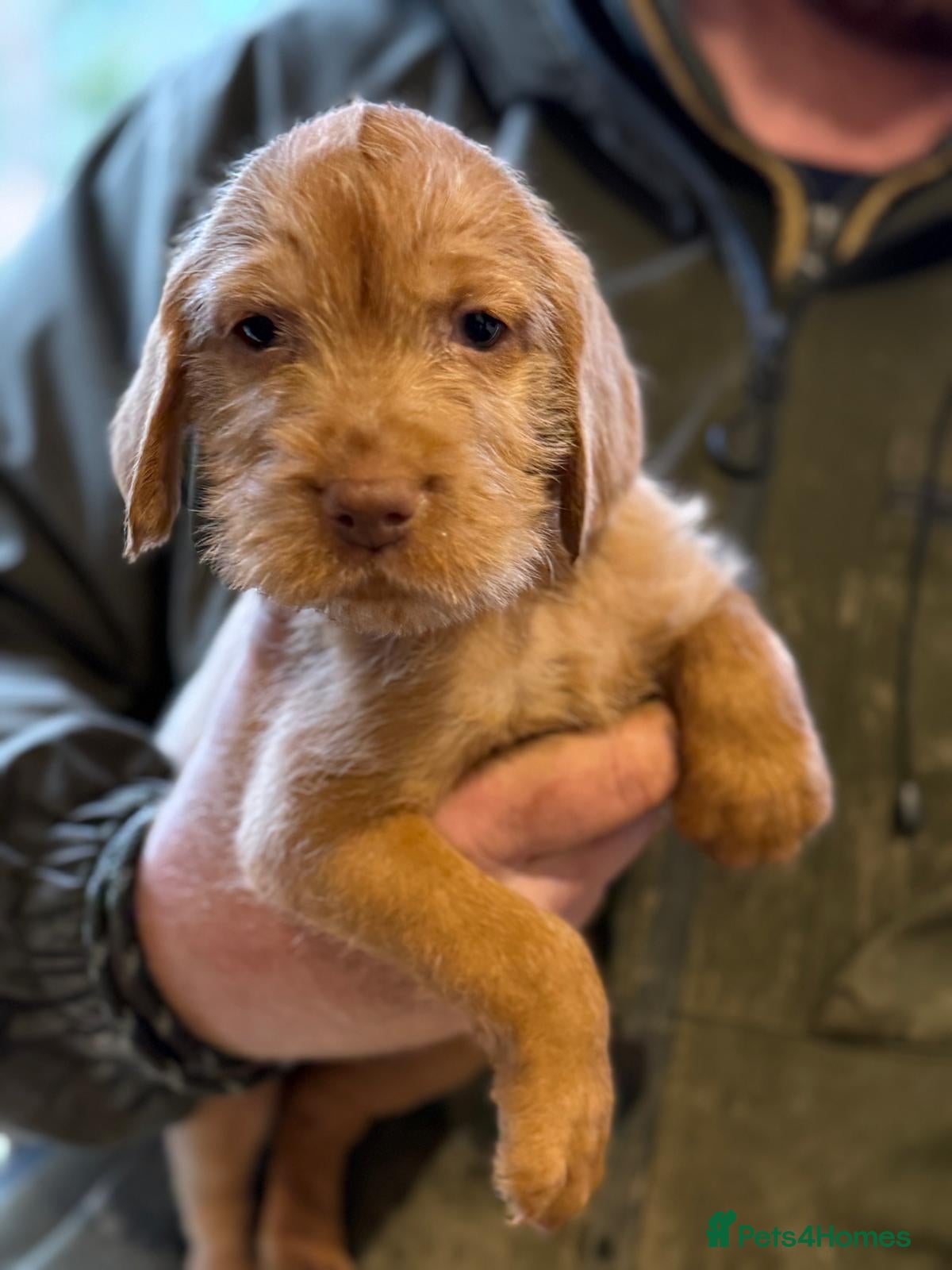 Hungarian Vizsla dogs Hungarian Wirehaired Vizsla Puppies - Advert 1
