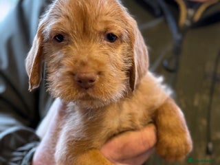 Hungarian Vizsla dogs Hungarian Wirehaired Vizsla Puppies - Advert 1