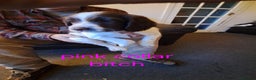 English Springer Spaniel dogs for sale: English springer spaniels  - Advert 5