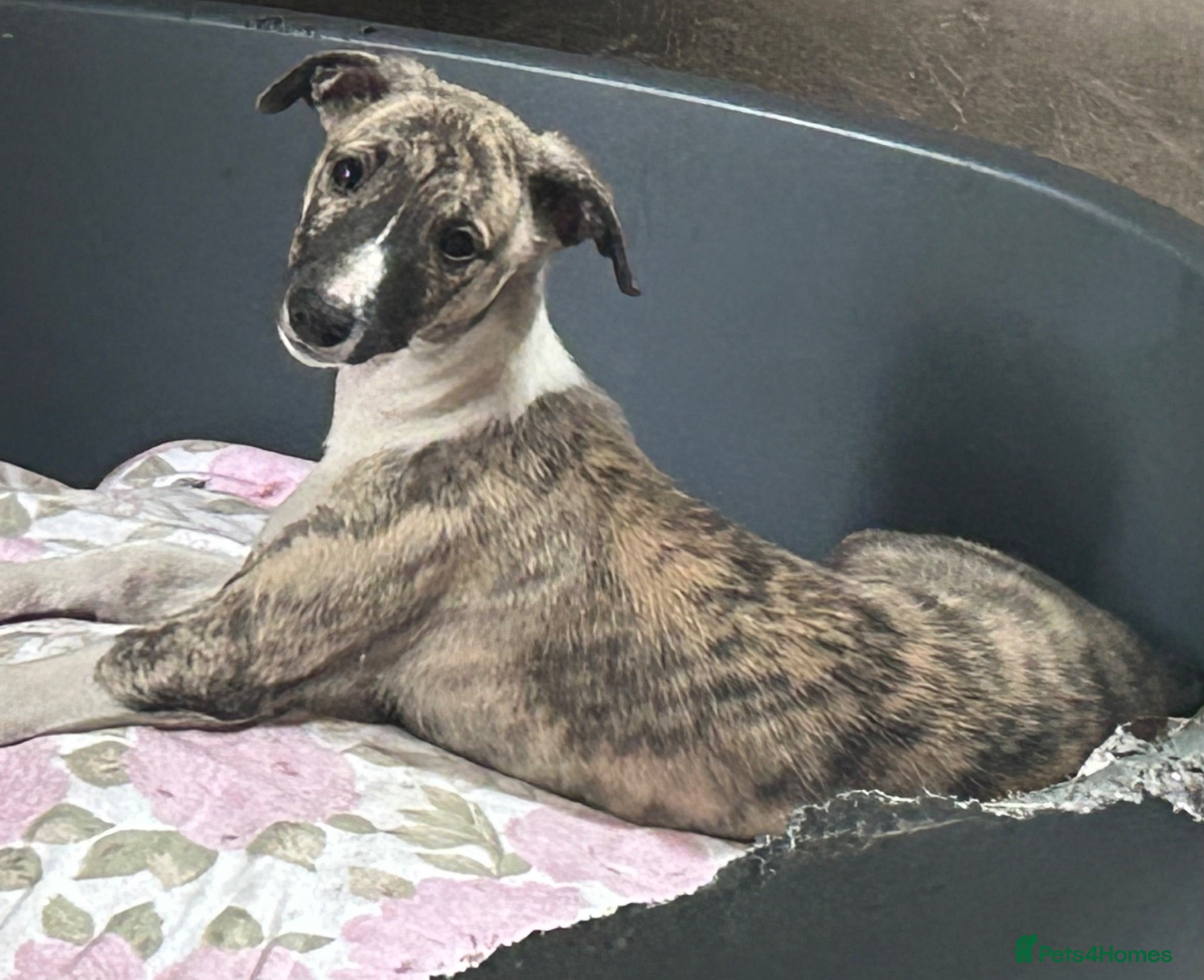 Whippet dogs  3 Male whippet pups available  - Advert 1