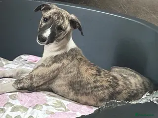 Whippet dogs 3 Male whippet pups available - Advert 1