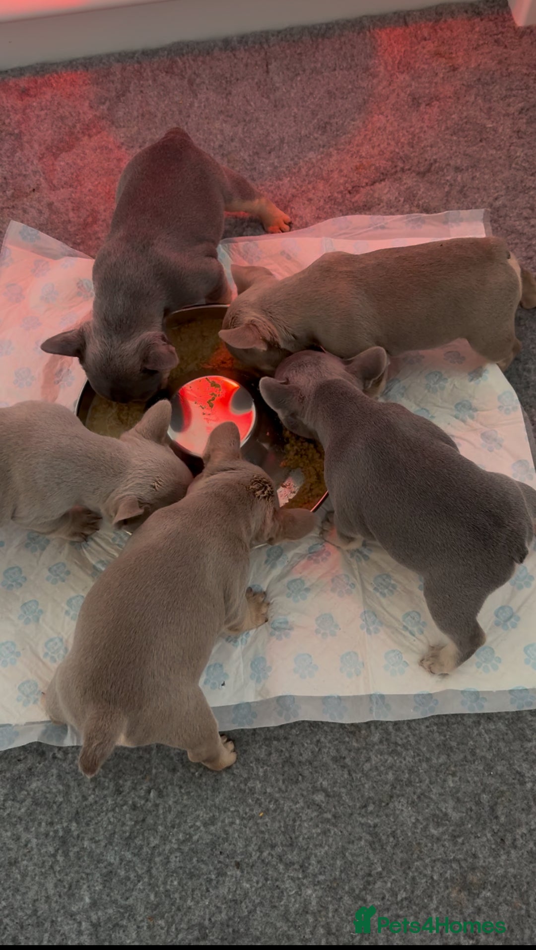 French Bulldog dogs for sale: French Bulldog Puppies - Image 11